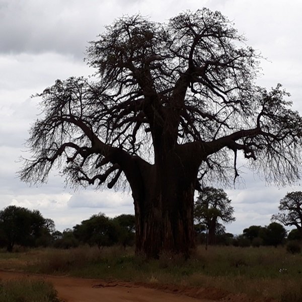 BOABOB TREE TARANGIRE